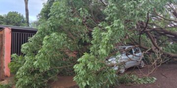 Tempestade derruba árvores, danifica casas e deixa bairros sem energia em Dourados