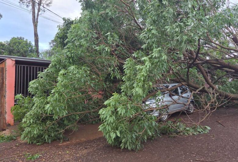 Tempestade derruba árvores, danifica casas e deixa bairros sem energia em Dourados