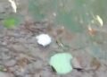 Vídeo: Tempestade de granizo surpreende e “quebra até o chifre do irmão” Vídeo: Tempestade de granizo surpreende e “quebra até o chifre do irmão”
