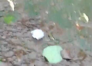 Vídeo: Tempestade de granizo surpreende e “quebra até o chifre do irmão” Vídeo: Tempestade de granizo surpreende e “quebra até o chifre do irmão”