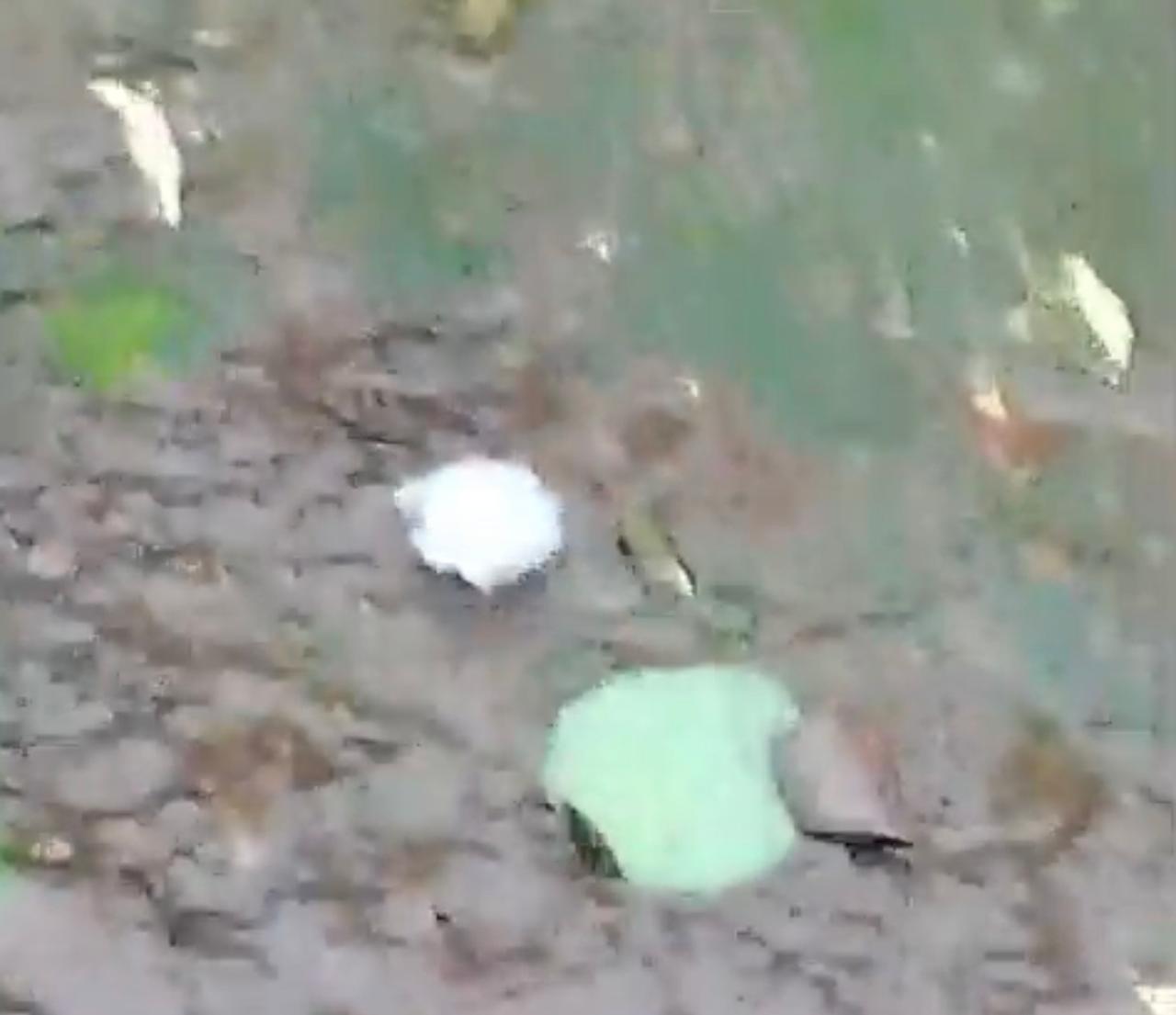 Vídeo: Tempestade de granizo surpreende e “quebra até o chifre do irmão”