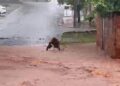 Vídeo: Chuva forte alaga vários pontos de Campo Grande e faz córrego transbordar Vídeo: Chuva forte alaga vários pontos de Campo Grande e faz córrego transbordar