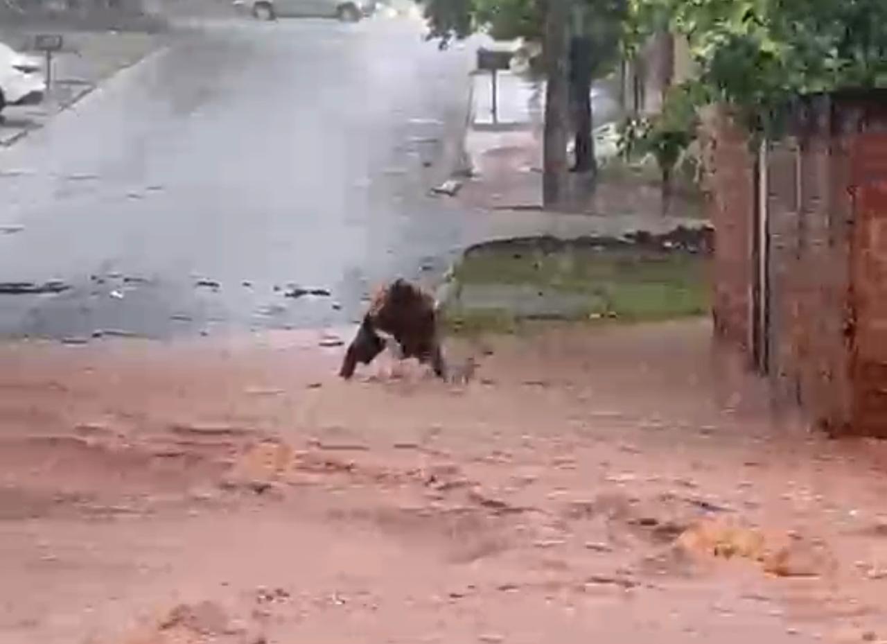Vídeo: Chuva forte alaga vários pontos de Campo Grande e faz córrego transbordar