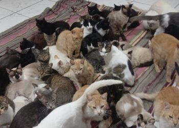 ONG Amicats precisa de doações para quitar mais de R$ 10 mil em dívidas veterinárias ONG Amicats precisa de doações para quitar mais de R$ 10 mil em dívidas veterinárias
