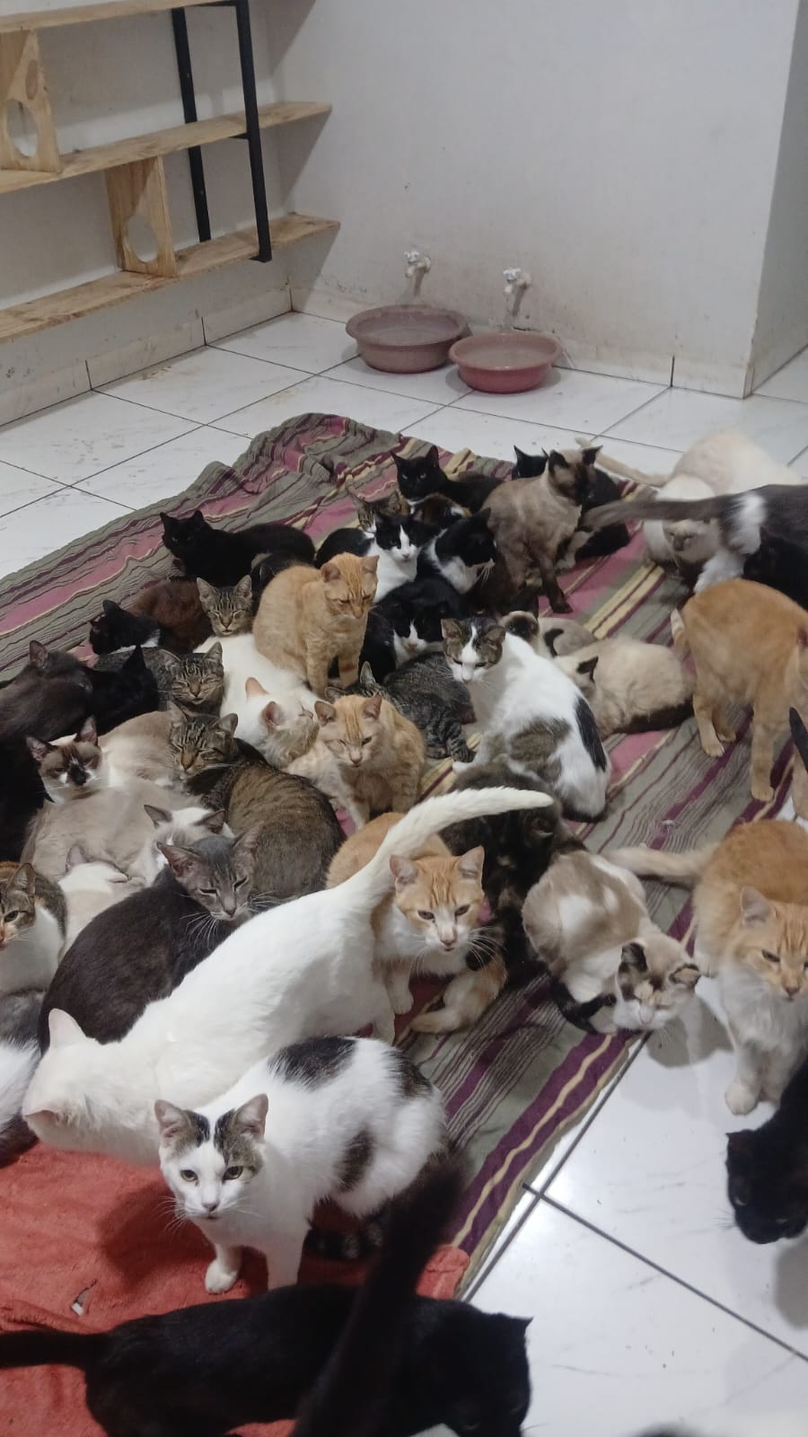 ONG Amicats precisa de doações para quitar mais de R$ 10 mil em dívidas veterinárias