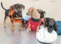 Atendimento veterinário gratuito chega à Vila Serradinho nesta terça-feira Atendimento veterinário gratuito chega à Vila Serradinho nesta terça-feira