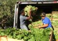 Alimentos da agricultura familiar chegam à merenda de 207 escolas