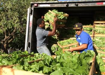 Alimentos da agricultura familiar chegam à merenda de 207 escolas