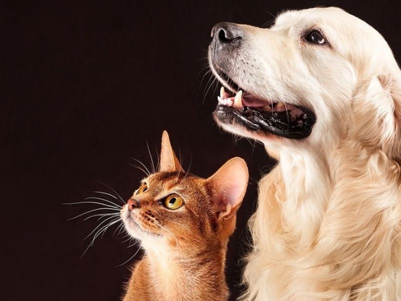 Interior de MS terá ações permanentes de proteção animal