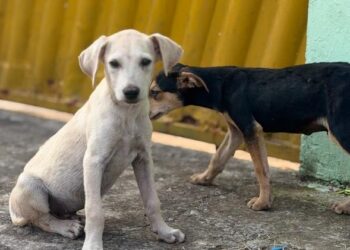 Denúncia expõe situação de abandono e leva ao resgate de filhotes mantidos sem água e comida Denúncia expõe situação de abandono e leva ao resgate de filhotes mantidos sem água e comida