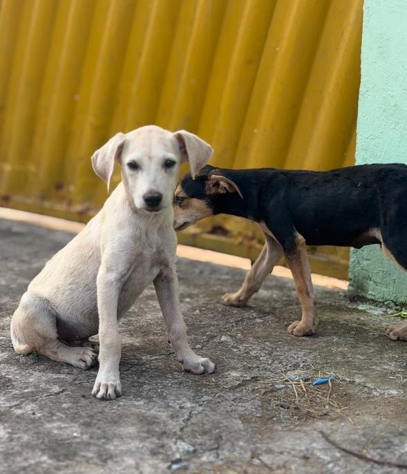 Denúncia expõe situação de abandono e leva ao resgate de filhotes mantidos sem água e comida