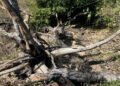 Desmatamento de 756 hectares no Pantanal é alvo de investigação Desmatamento de 756 hectares no Pantanal é alvo de investigação