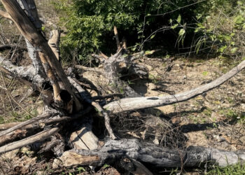 Desmatamento de 756 hectares no Pantanal é alvo de investigação