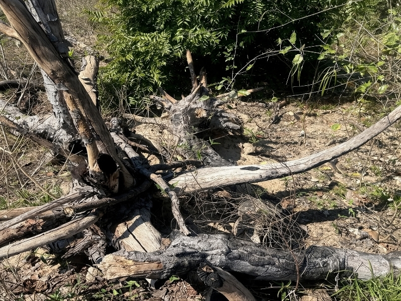 Desmatamento de 756 hectares no Pantanal é alvo de investigação