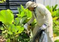 Mato Grosso do Sul confirma 31 mortes por chikungunya e mais de 10 mil casos Mato Grosso do Sul confirma 31 mortes por chikungunya e mais de 10 mil casos