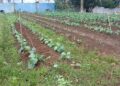 Evento no campo reúne atividades práticas e ações de educação ambiental Evento no campo reúne atividades práticas e ações de educação ambiental