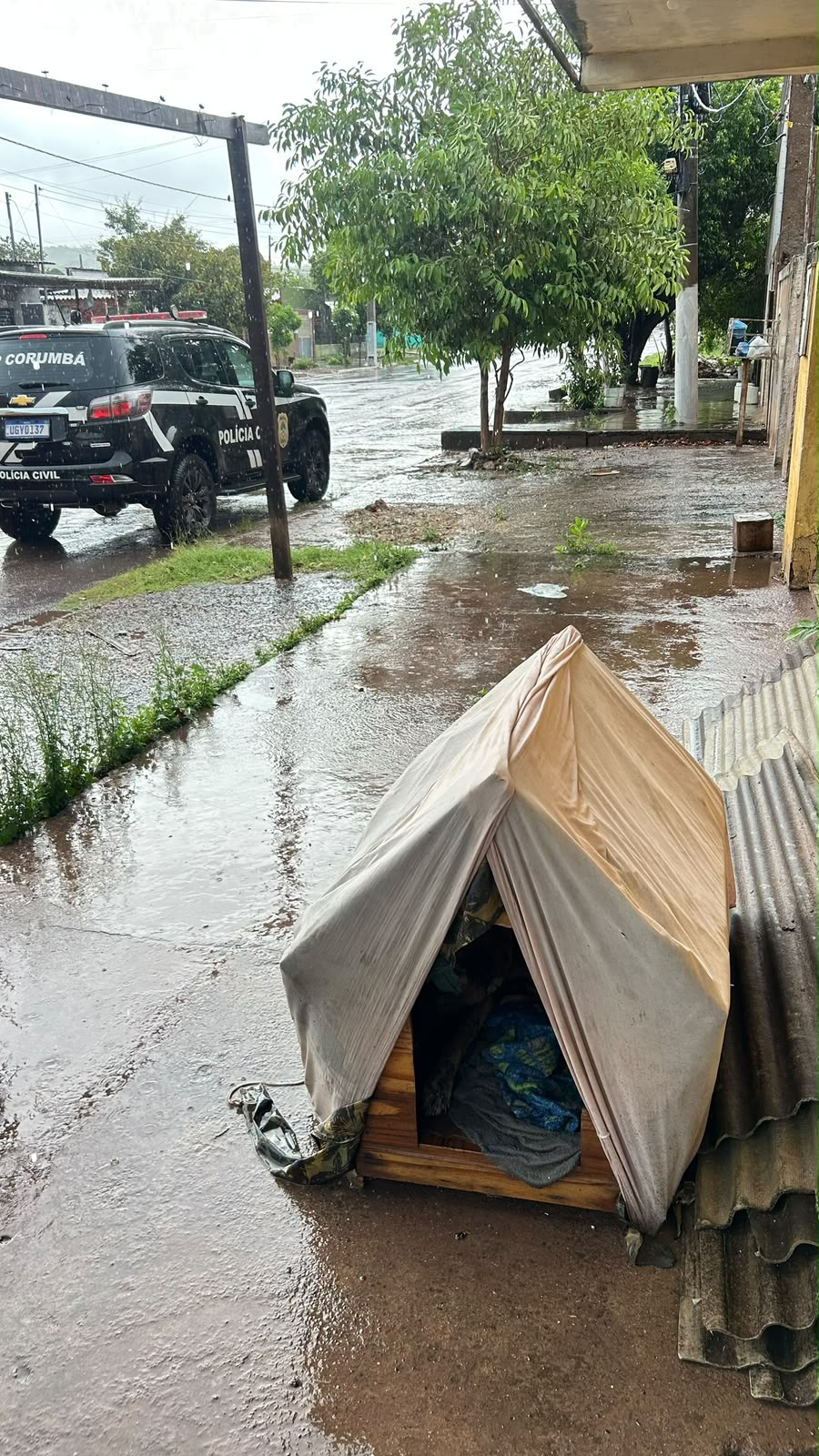 Magro, doente e exposto à chuva, cachorro é resgatado de maus-tratos no interior de MS