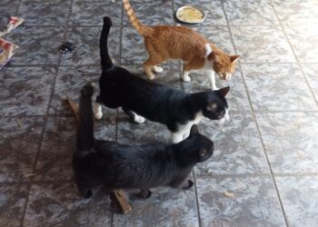 Cerca de 15 gatos são encontrados presos em casa com fezes e sem comida Cerca de 15 gatos são encontrados presos em casa com fezes e sem comida