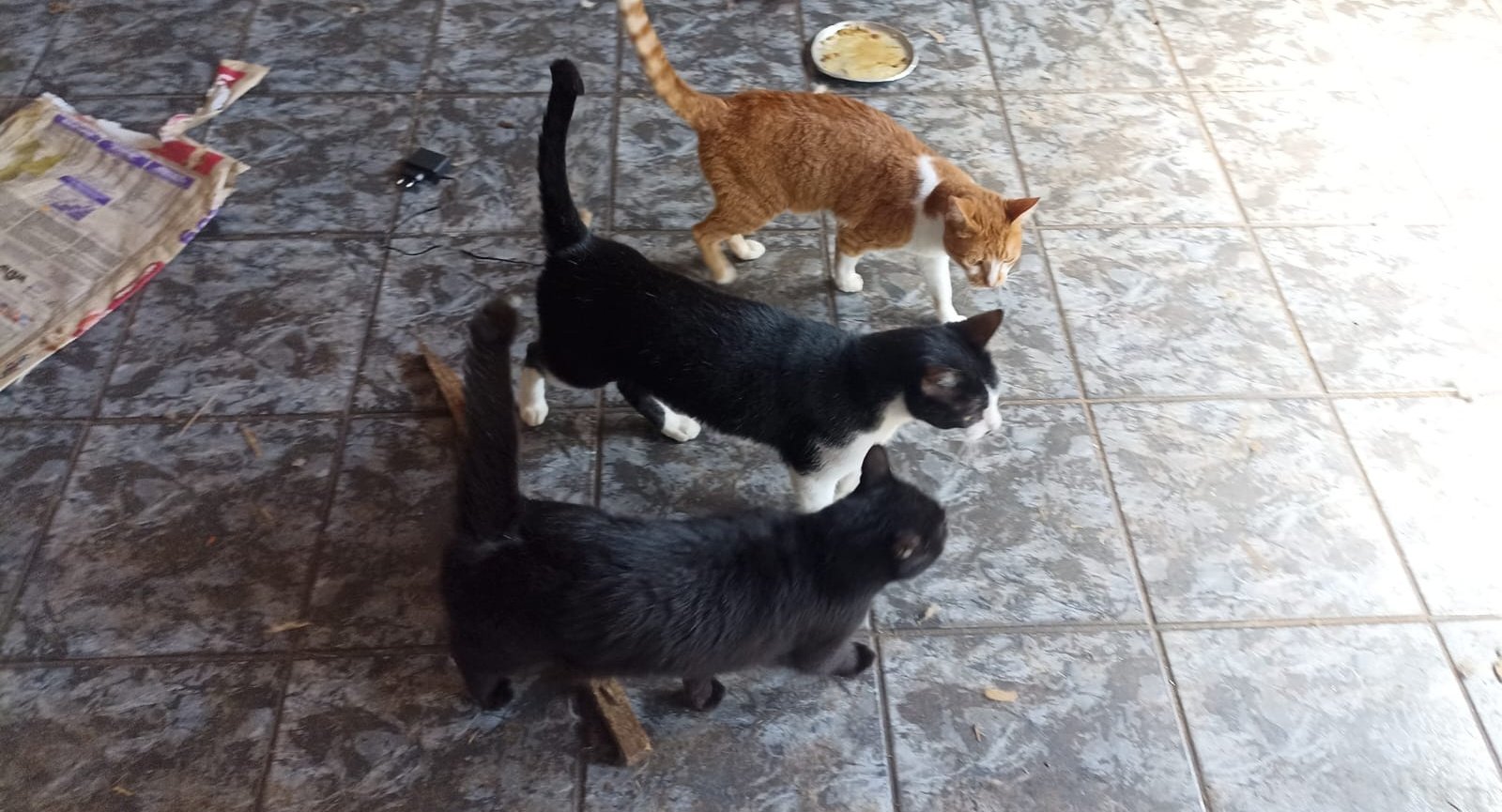 Cerca de 15 gatos são encontrados presos em casa com fezes e sem comida