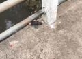 Restos de pelo menos dez capivaras são encontrados em ponte de Campo Grande