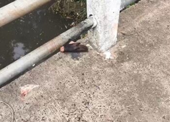 Restos de pelo menos dez capivaras são encontrados em ponte de Campo Grande