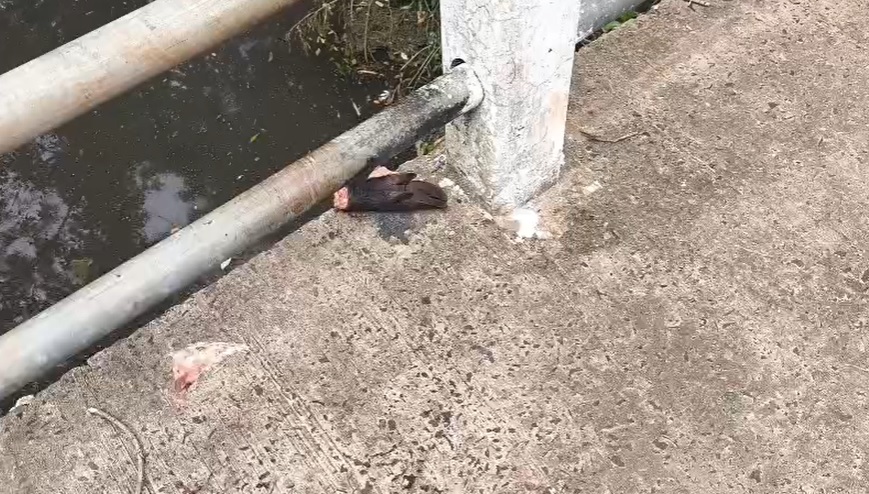 Restos de pelo menos dez capivaras são encontrados em ponte de Campo Grande