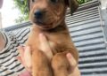Feira de adoção terá cães e gatos à espera de um lar neste sábado em Campo Grande Feira de adoção terá cães e gatos à espera de um lar neste sábado em Campo Grande